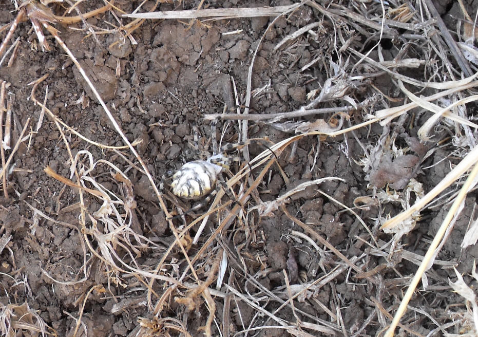 Argiope lobata